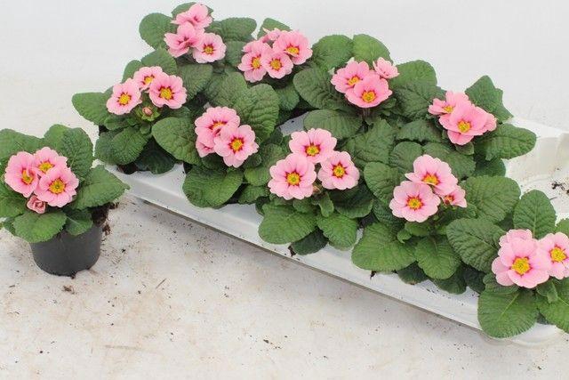 <h4>PRIM AC APFELB REVOL</h4>