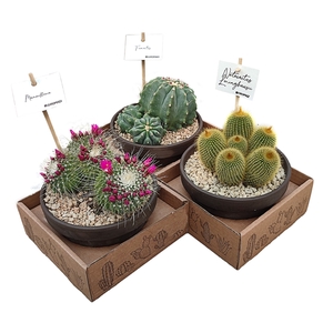 MIX CACTUS IN TERRACOTTA BOWL Ø 15 - CARDBOARD BOX 15X15 CM (CACTUS)