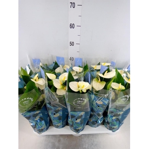Anthurium  'Karma White'