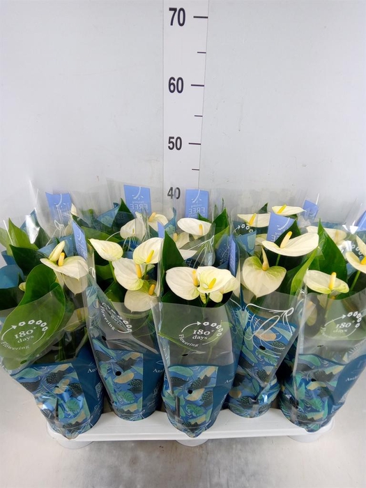<h4>Anthurium 'Karma White'</h4>