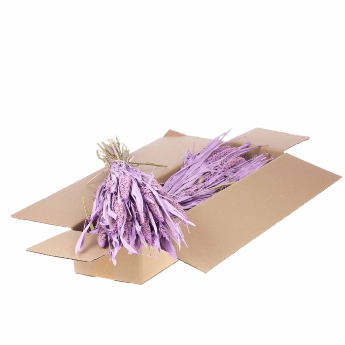 <h4>Setarea italica SB lilac misty</h4>