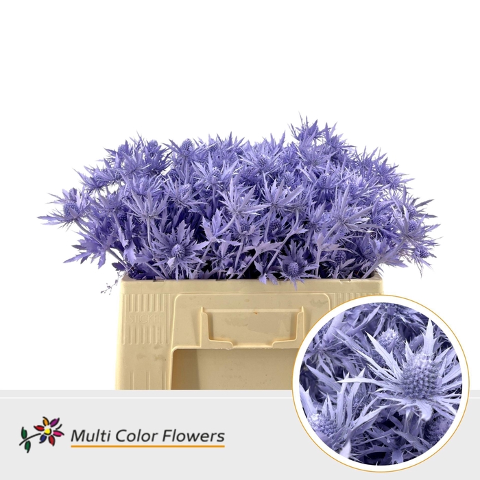 <h4>Eryngium alp.   ...colored H%</h4>