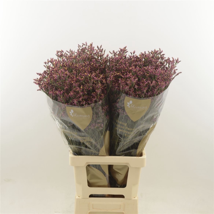 <h4>Limonium Sinense Scarlet Diamond</h4>