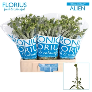 VERON SMART AL WHITE