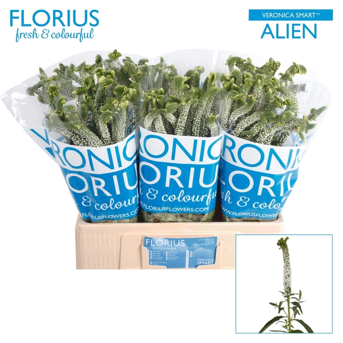 <h4>VERON SMART AL WHITE</h4>