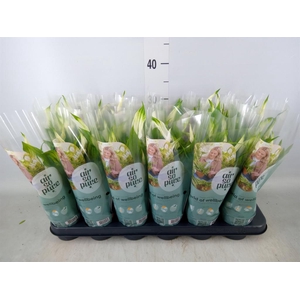 Spathiphyllum  'Pearl Cupido'