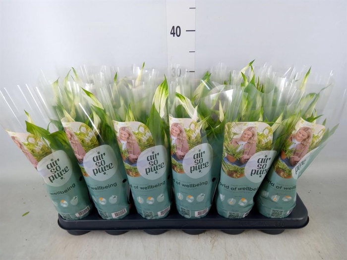 <h4>Spathiphyllum  'Pearl Cupido'</h4>