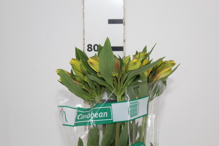 <h4>ALSTROEMERIA CARIBBEAN 080 CM</h4>