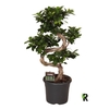 Ficus Mi Overig bonsai Ginseng S-Type