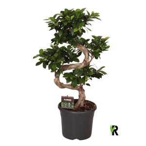 Ficus Mi Overig bonsai Ginseng S-Type