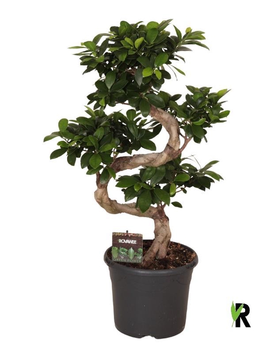 Ficus Mi Overig bonsai Ginseng S-Type