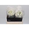 Ranunculus Elegance White