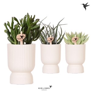 Kolibri Greens Succulenten mix in Diabolo pot travertine