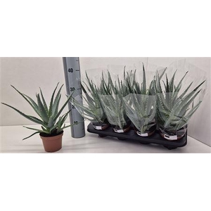 Aloe Arborescens