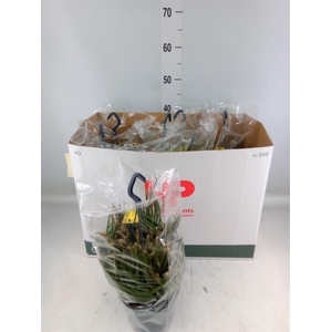 Rhipsalis baccifera subsp. horrida