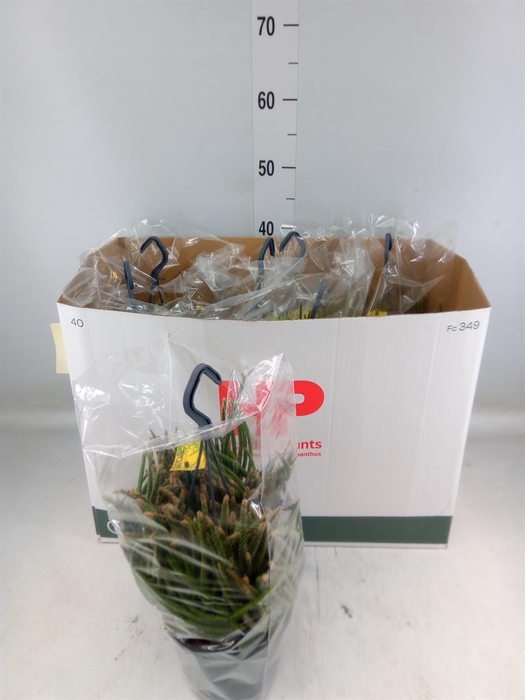 <h4>Rhipsalis baccifera subsp. horrida</h4>