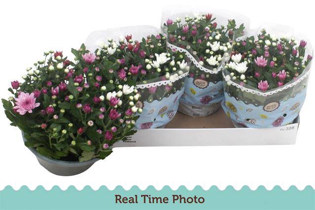 <h4>CHRYSANT CARNAVAL P23</h4>