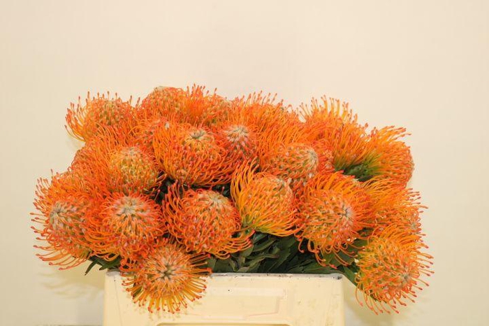 <h4>LEUCO AYOBA SUN</h4>