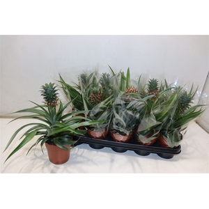 Ananas Ov