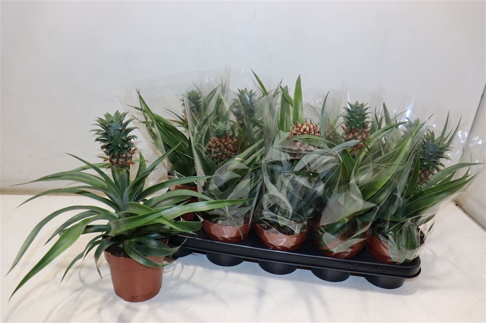 <h4>arr8 Ananas Ov</h4>