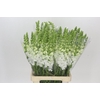 Antirrhinum Potomac Early White