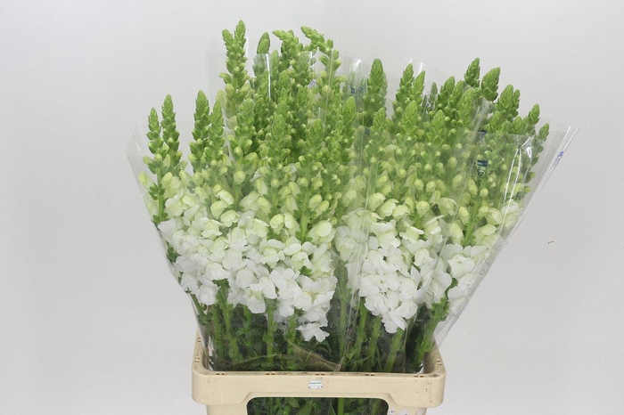 <h4>Antirrhinum Potomac Early White</h4>