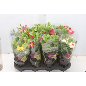 MANDEVILLA P14 PREMIUM