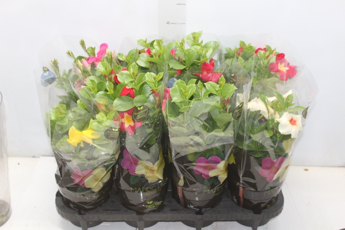 <h4>MANDEVILLA P14 PREMIUM</h4>