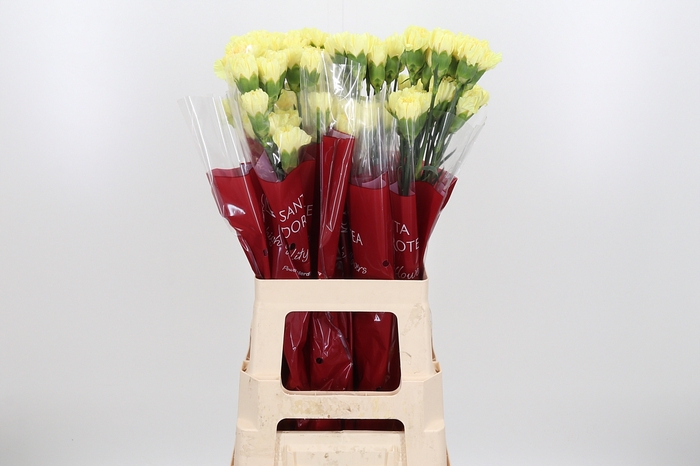 <h4>Di St Hermes Yellow</h4>
