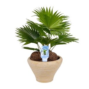 Livistona nr 6 hoedje creme Lucht Zuiverend asp