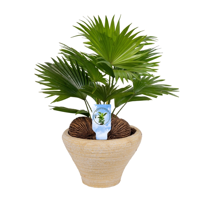 <h4>Livistona nr 6 hoedje creme Lucht Zuiverend asp</h4>