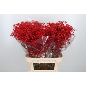 Gyps Kl Bh Rood