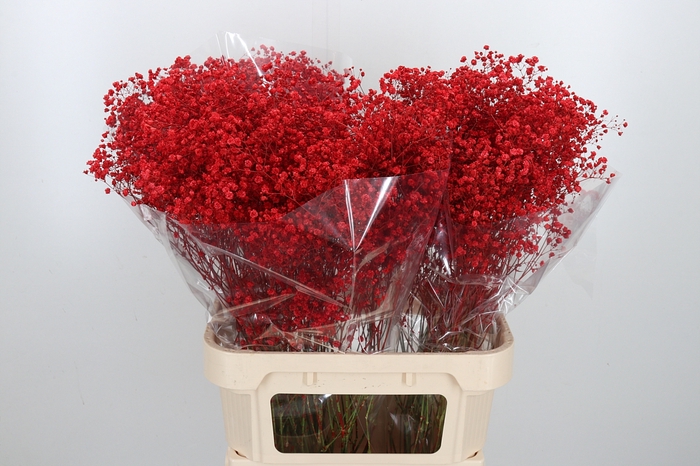 <h4>Gyps Kl Bh Rood</h4>