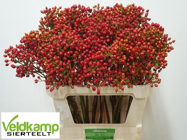 <h4>ROSA MAG SUNSET</h4>