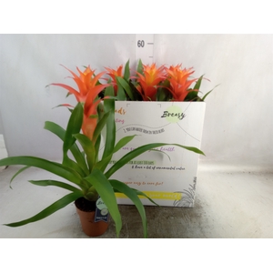 Guzmania  'Suerte Orange'