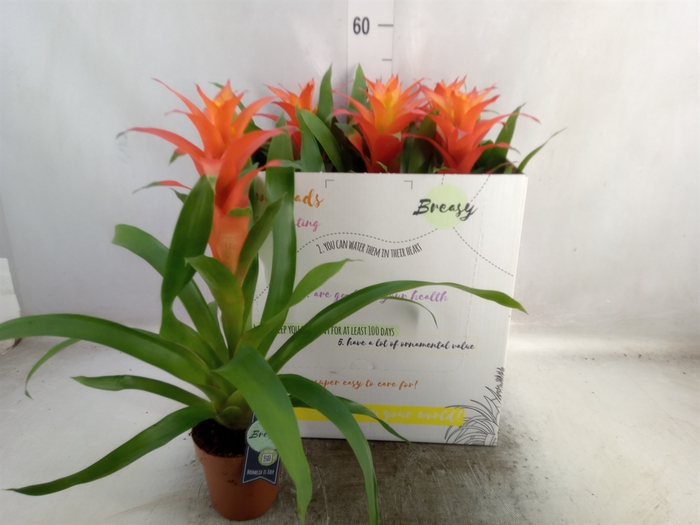 <h4>Guzmania  'Suerte Orange'</h4>