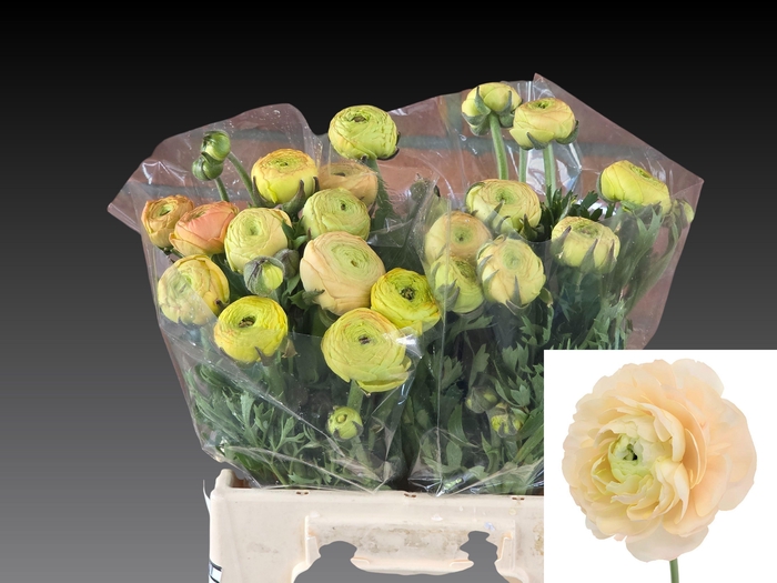 <h4>RAN AAZUR CHAMPAGNE</h4>