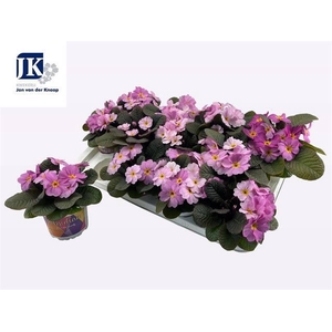 !! PROMO !! PRIM ACAULIS OBSIDIAN ROSA