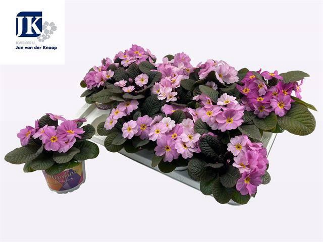 <h4>!! PROMO !! PRIM ACAULIS OBSIDIAN ROSA</h4>