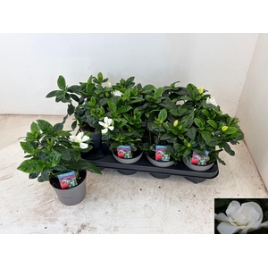 GARDENIA JASMINOIDES