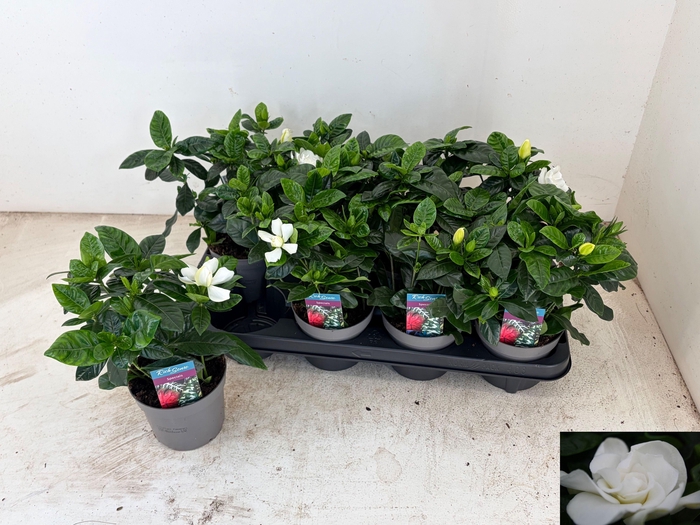 <h4>GARDENIA JASMINOIDES</h4>