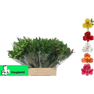 Alstroemeria mix in bucket