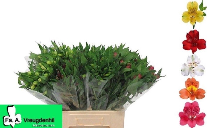 <h4>Alstroemeria mix in bucket</h4>