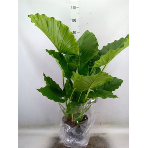 Alocasia gageana