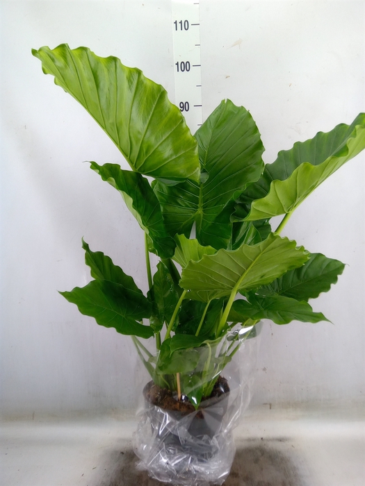 <h4>Alocasia gageana</h4>