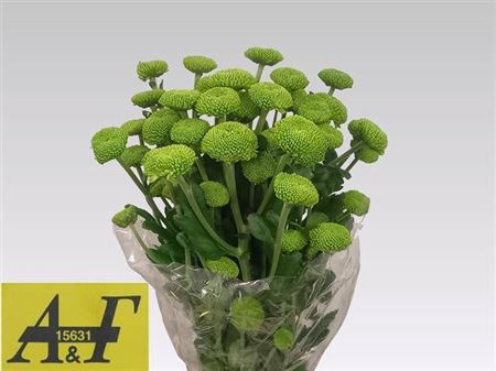 <h4>Chr T Feeling Green Dark</h4>
