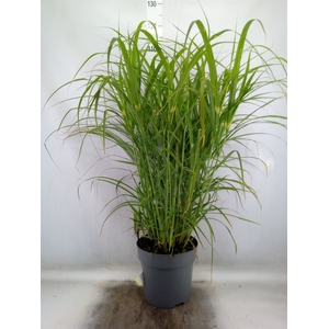 Miscanthus sin. 'Zebrinus'