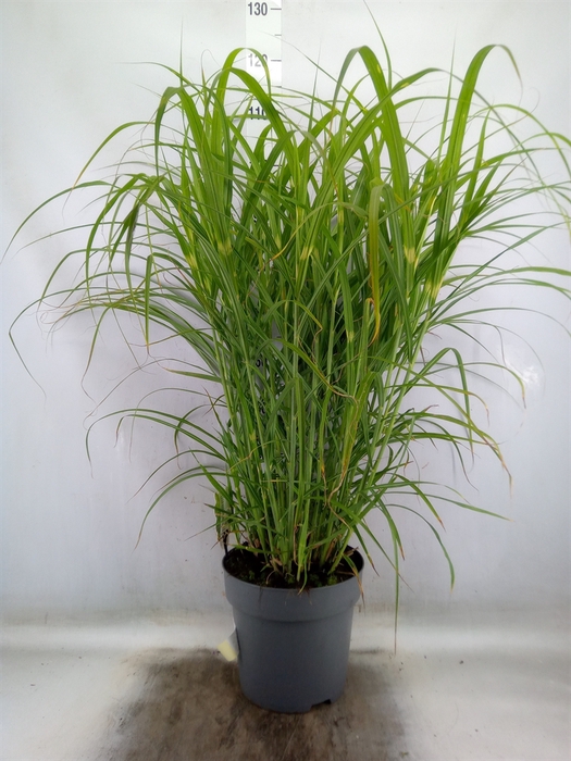 <h4>Miscanthus sin. 'Zebrinus'</h4>