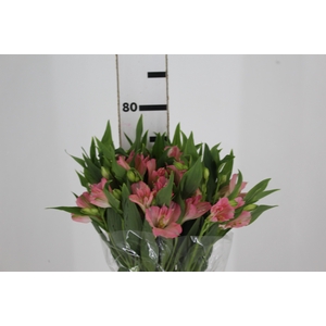 ALSTROEMERIA DUBAI 080 CM