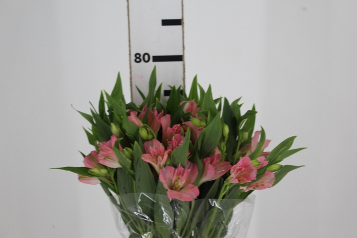 <h4>ALSTROEMERIA DUBAI 080 CM</h4>